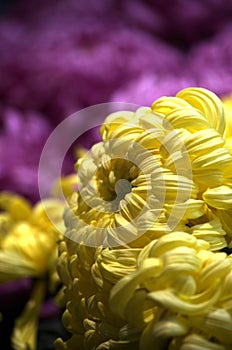 Beautiful chrysanthemum